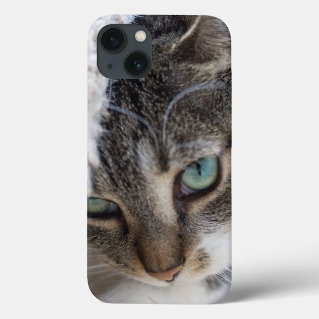 Gatinho sonolento (Verso)
