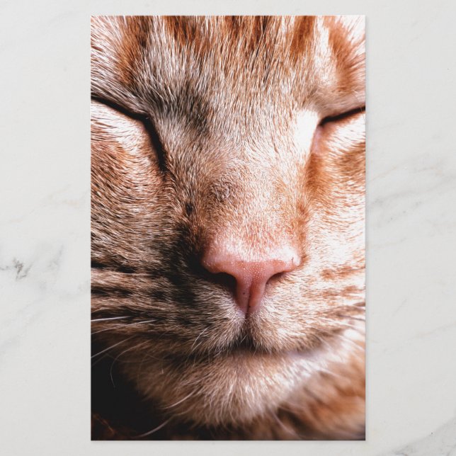 Gatinho Sonolento (Frente)