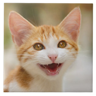 Gatinho Sorridente Enfrentando Gato Engraçado Foto