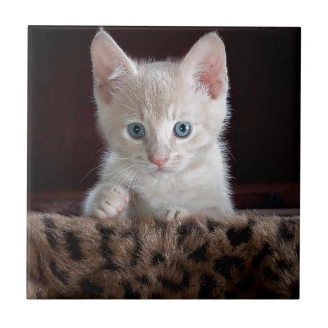 Gatinho Super Fofo com Olhos Bonitos (Frente)