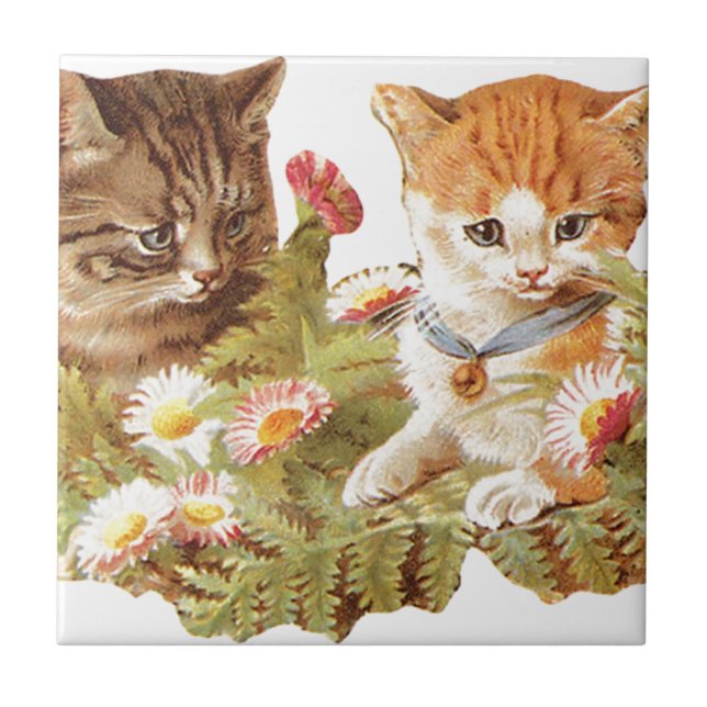 Gatinhos (Frente)