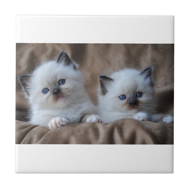 Gatinhos de Ragdoll (Frente)