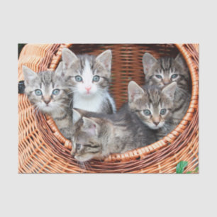 gatinhos em papel de lençol