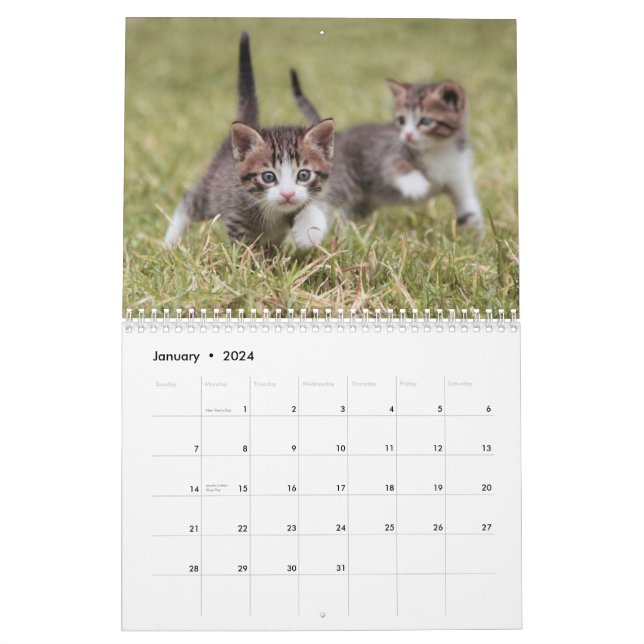 Gatinhos Gatos 2024 Calendário de Fotos de Pet Cat