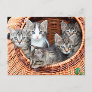 gatinhos num cartão postal