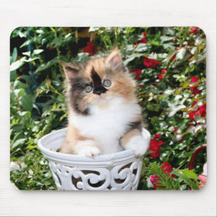 Gatinhos persas Mousepad da chita acolhedor dos