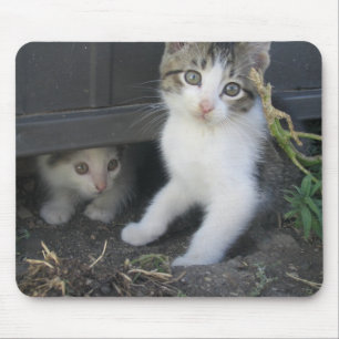 Gatinhos que jogam na fazenda Mousepad