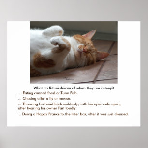 Gatinhos sonho de Poster ou Impressão