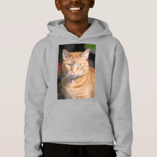 Gato