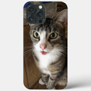 Gato