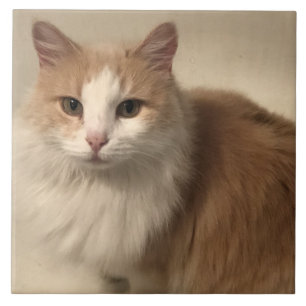 Gato