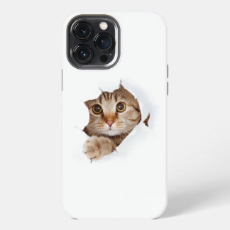 Gato