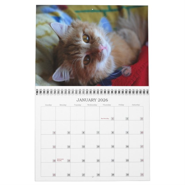 Gato 2012 do calendário (Jan 2026)