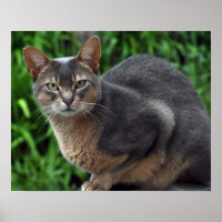 Gato Abissino Azul - poster