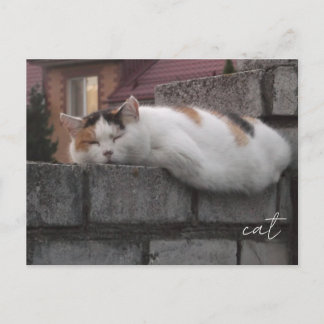 Gato Aconchegante no Cartão Postal de Fotografia E