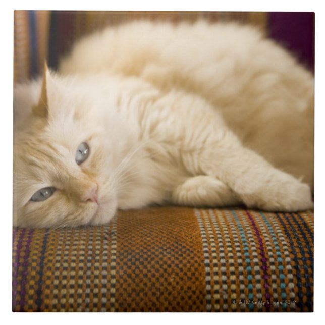 Gato amarelo bonito do tabi que coloca no sofá (Frente)