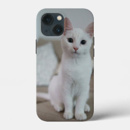 gato American white shorthair
