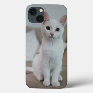 gato American white shorthair
