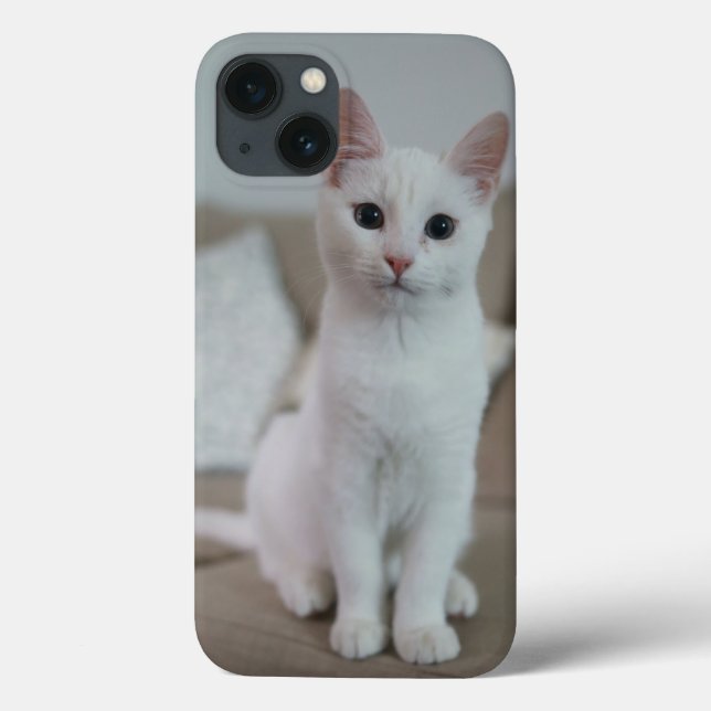 gato American white shorthair (Verso)
