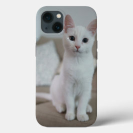 gato American white shorthair