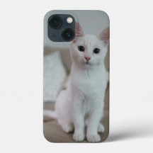 gato American white shorthair