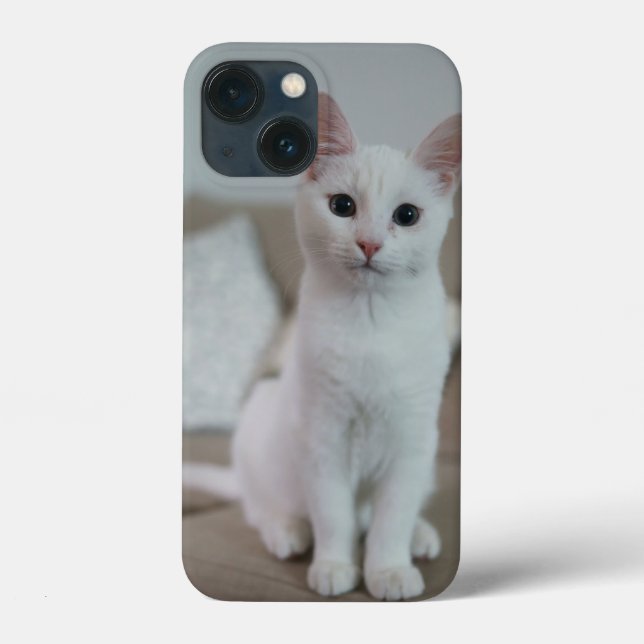 gato American white shorthair (Verso)