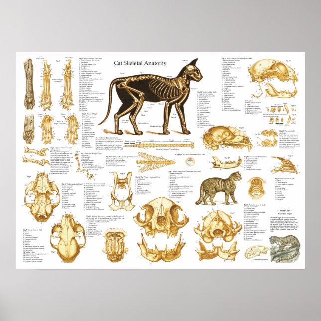 Gato Anatomia do crânio Poster 18 X 24 (Frente)