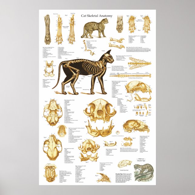 Gato Anatomia do crânio Poster 24 X 36 (Frente)
