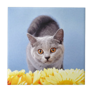 Gato azul