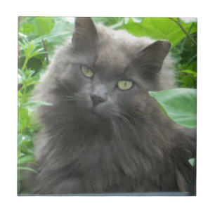 Gato Azul Russo de Cinza Longa