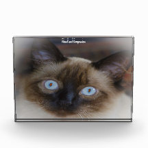 Gato Balinês