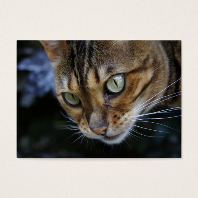 Gato Bengala Gasto (Frente)