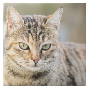 Gato bonito