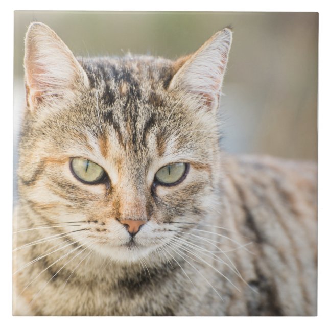 Gato bonito (Frente)