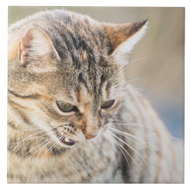 Gato bonito (Frente)