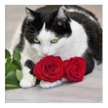 Gato bonito com a rosa vermelha