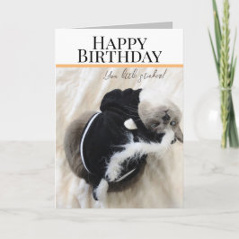 Gato Bonito No Cartão De Saudação De Aniversário D