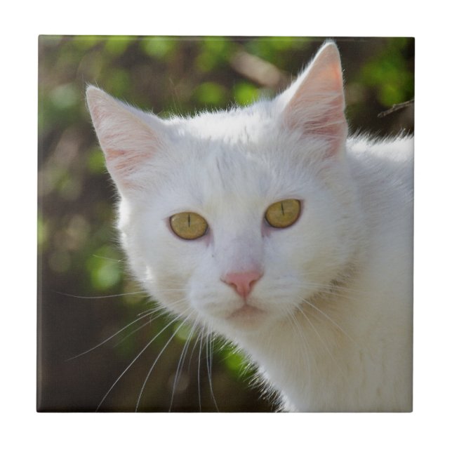 Gato Branco Com Olhos Amarelos (Frente)
