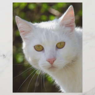 Gato Branco Com Olhos Amarelos