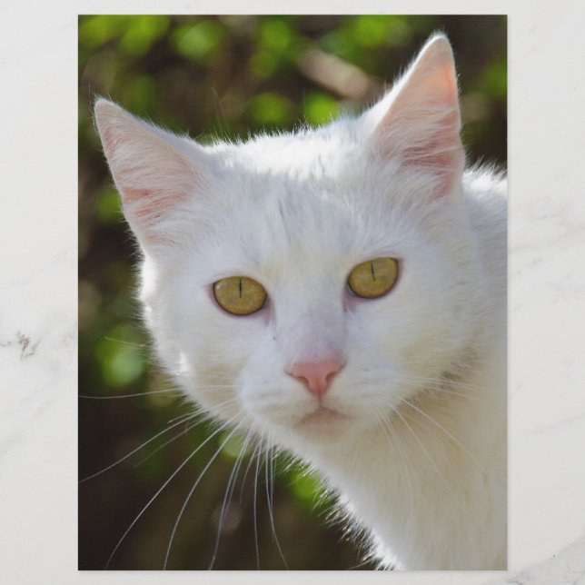 Gato Branco Com Olhos Amarelos (Frente)