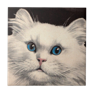 gato branco com olhos azuis