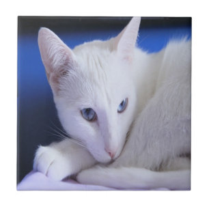 Gato branco com olhos azuis