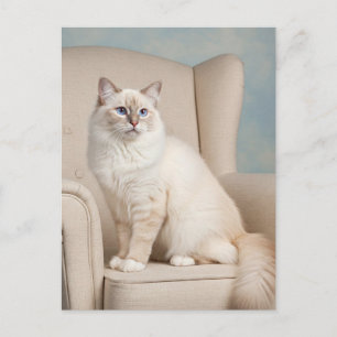 Gato Branco Fofo Cartão Postal Olhos Azuis