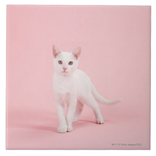 Gato branco novo