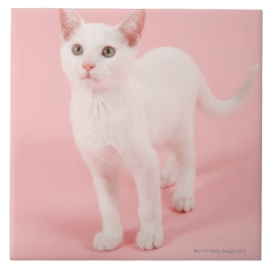 Gato branco novo 2