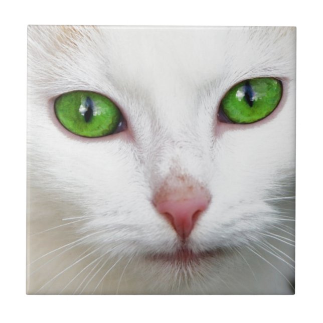Gato Branco Olhado Verde (Frente)