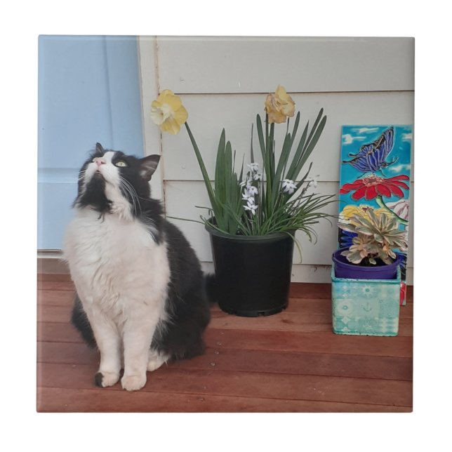 Gato branco-preto, Gato-de-gato, Gatos-de-cabeça-b (Frente)