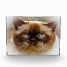 Gato British Shorthair
