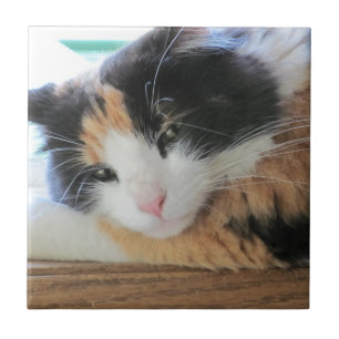Gato Calico Sedutor