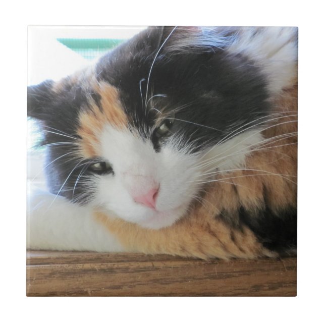Gato Calico Sedutor (Frente)